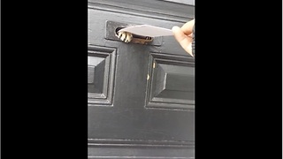 Cat Protects His House From A Vicious Fiend In The Form Of Spam Mail