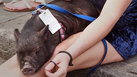 How Are Colleges And Courts Dealing With Emotional Support Animals?