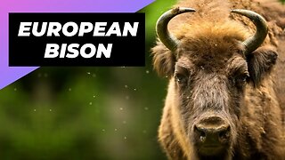 European Bison 🦬 One Of The Rarest Dog Breeds In The World #shorts