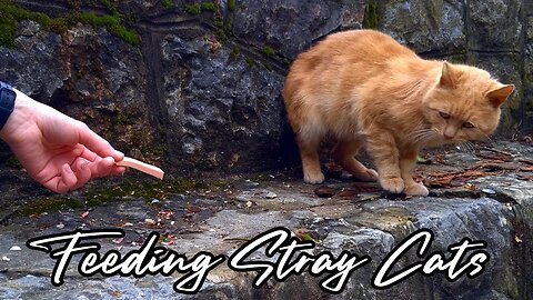Feeding Stray Cats - Healing Stray Cats With Food and Affection