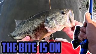 The BIG Fish Were HUNGRY TODAY! #fishing #outdoors #youtube