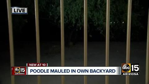 Poodle mauled in Queen Creek backyard