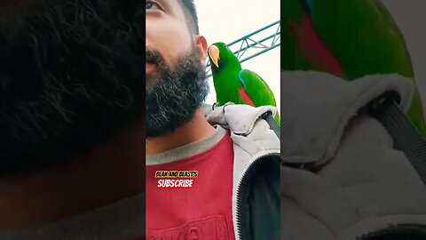 Green Eclectus Parrot 🦜 #subhanallah #alhumdolillah #allah #allahuakbar #alhumdulillah #new #parrot