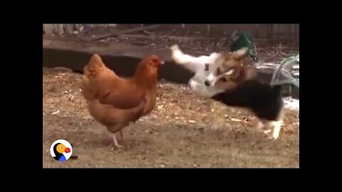 Cute Angry Pupie VS Chicken -Funny Fight