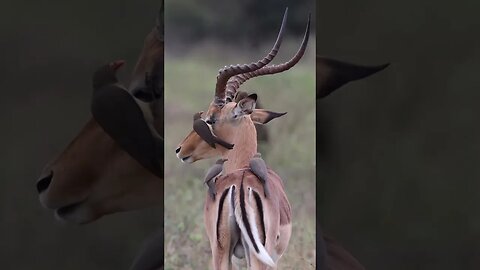 Impala and Oxpeckers interactions in the wild