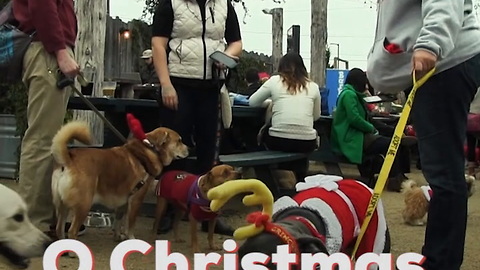 Christmas Doggos Bring Joy