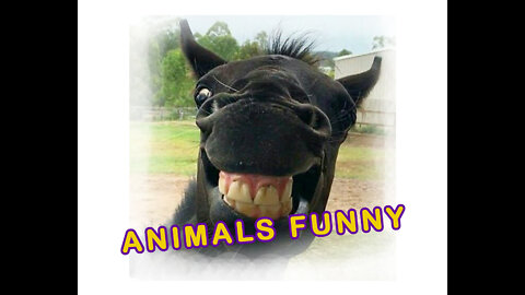 Animals laughing funny