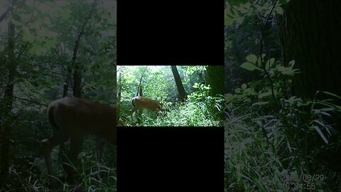 Jack's Trail Camera -- Episode 73 #shorts