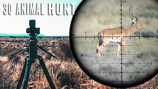 30 Animal Package Hunt - South Africa 2023
