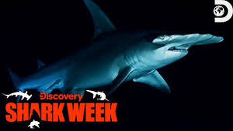 Octobot's Encounter with a Monster Hammerhead Shark Shark Week 2023