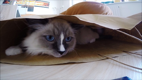 Petty the ragdoll kitten and "The afternoon paper bag game"