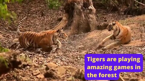 Tigers are playing amazing games in the forest