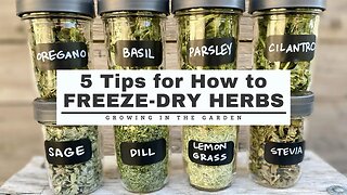 5 Tips for How to FREEZE DRY HERBS