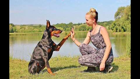 How Dobermans Are Different From Other Dogs