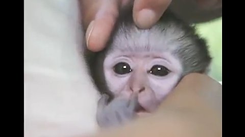 Little orphaned vervet monkey was too stressed to sleep until he got a face massage