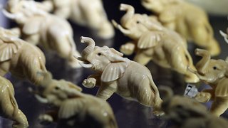 Zimbabwe Investigates Former First Lady For Ivory Smuggling