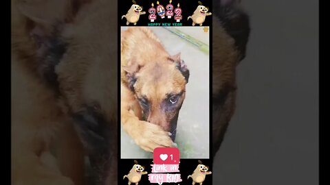 40_😂🐶😂 Baby Dogs - Cute and Funny Dogs Video 😂🐶😂 (2022)