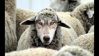 Episode 202 Wolves in Sheep's Clothing