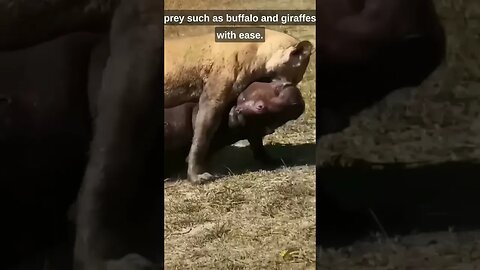 "Unbelievable Strength: Watch a Hippo Drag a Lion with Ease!"