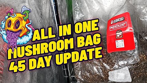 All In One Mushroom Grow Bag 45 Day Update (My First Time)