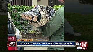 75-year-old Florida man fights off alligator, saves dog