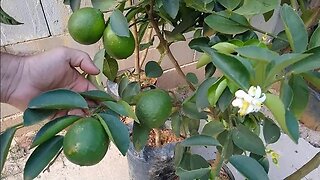 frutíferas produzindo em vaso jabuticaba branca vermelha goiaba de kilo pera cereja... (feliz 2023)