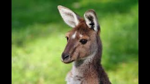 Cute baby kangaroo's, funny baby kangaroo dressed like joey 🤣😂