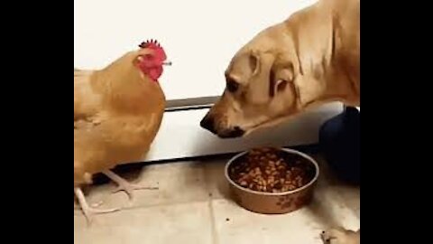 Mr Rooster VS Dog Funny ||video 2021||🤣🤣🤣