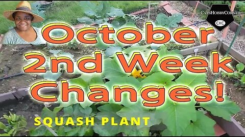 #october 2ND WEEK #garden CHANGES - #catshobbycorner