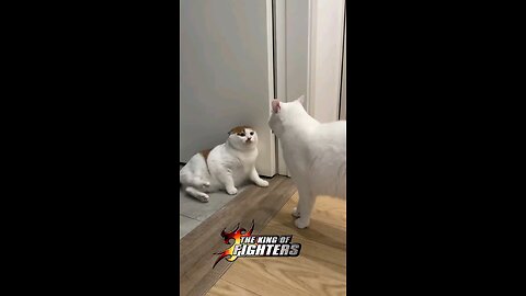 Dancing Cat