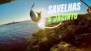 Fui a S.Jacinto roubar as Savelhas do @pedroleitefishing