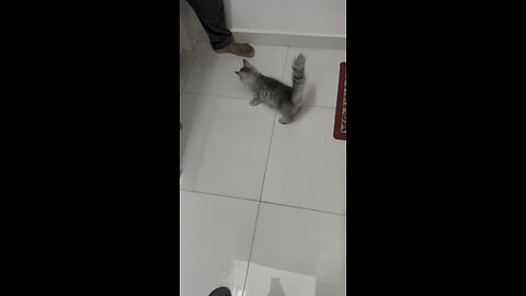 Cute cat playing beautiful video