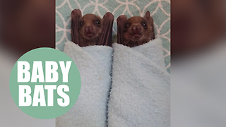 Two Egyptian fruit bats named Bruce and Wayne have been hand raised by an expert