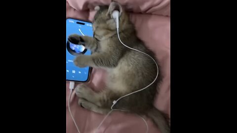 Funny kitten videos🤣🤣