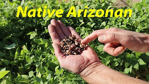 Perfect, Native Desert Legume | Grows Like a Weed! | Tepary