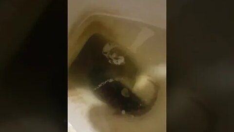 A rat drowned in the toilet