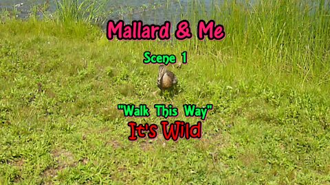 Mallard & Me Scene 1 “Walk This Way”