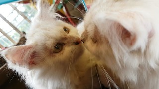 Confused kitten tries to find his mirror reflection