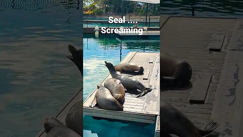 screaming seal😲. #shorts #short #youtuber #subscribe #sealife #seal #screaming #animals #loud #omg
