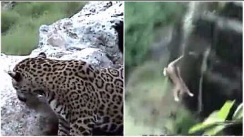 Leopard tappar balansen och faller från 6 meter hög klippa