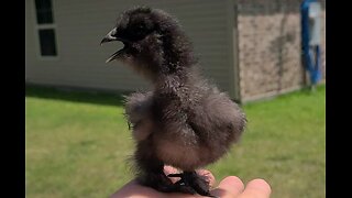 Baby chick takes first flight!