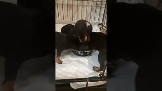 miniature pinscher puppies eating