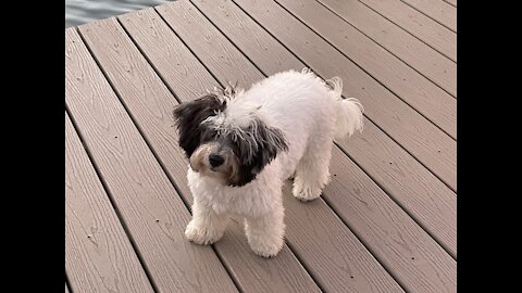 Cutest puppy is excited about the weekend! How about you?