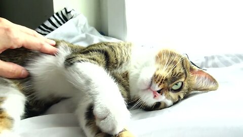 Cute Cat Wants Belly Tickles