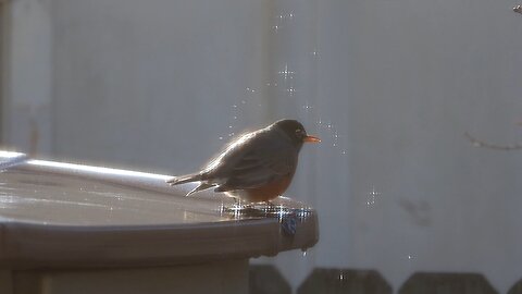 American Robins on a Cold Morning