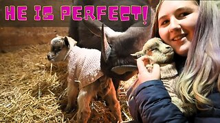 First 24 Hours With Our First Baby Goat!