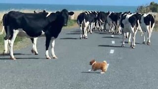 Tiny dog is excellent at herding cows