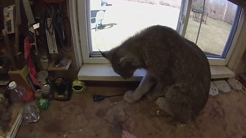 Adorable Lynx Absolutely Loves Being Brushed