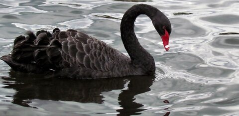 PIR 03-24-22 Black Swan Event Has Happened!