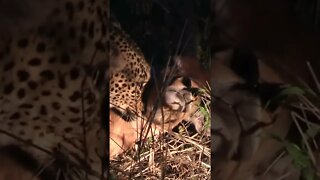 Leopard Suffocating An Impala | #shorts #MadeInMzansi